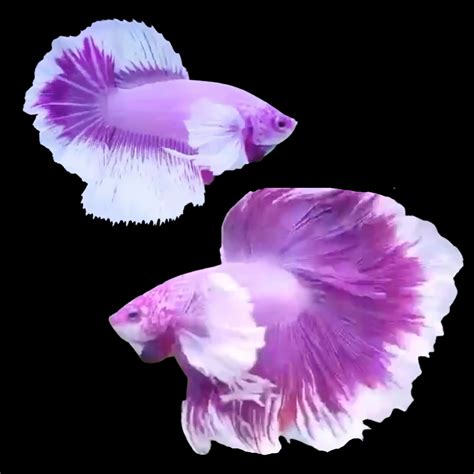 rare betta fish for sale|9 Extremely Rare Types of Betta Fish .